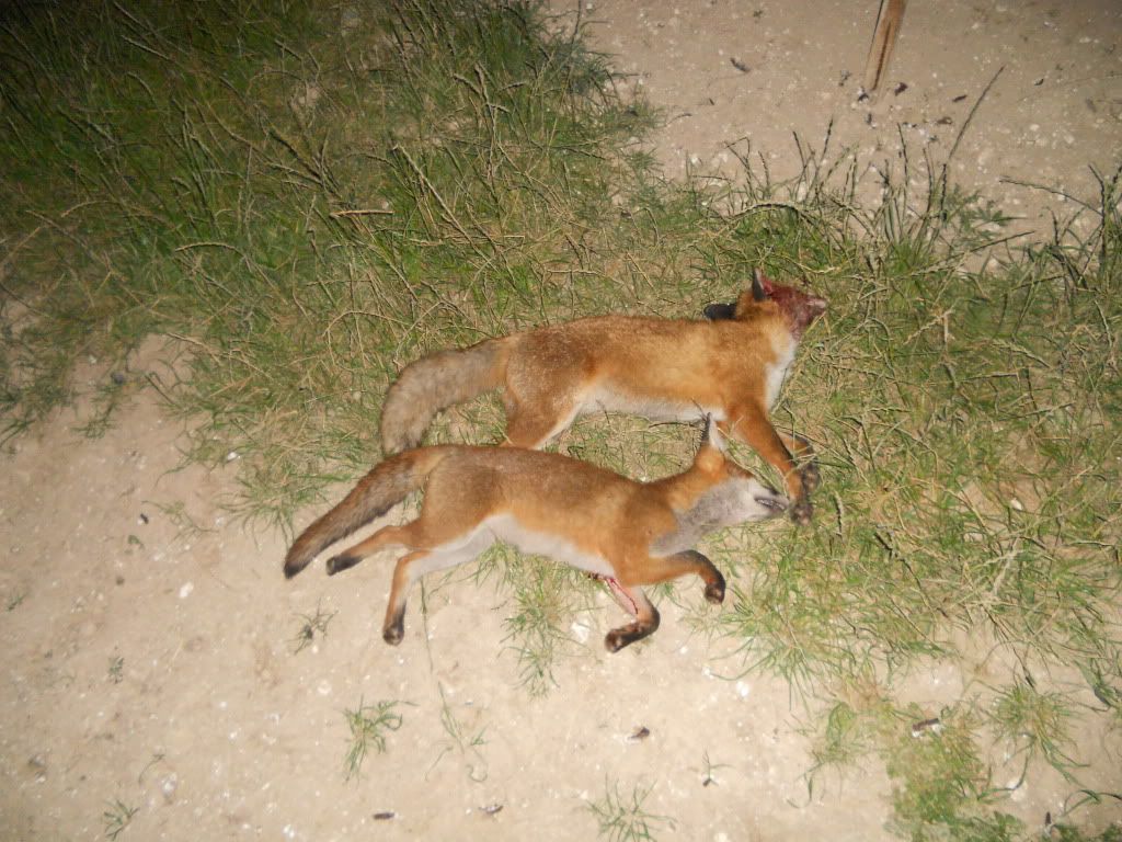 foxes004.jpg