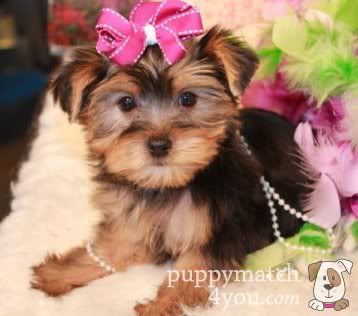 Yorkshire Terriers for Sale - Buy Yorkie Puppies, Breeders Online @ Puppy Match 4 You (c) puppymatch4you yorkshire terrier puppies for sale in ohio