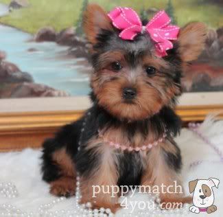 yorkshire terriers photo: Yorkshire Terriers for Sale - Buy Yorkie Puppies Breeders Online  Puppy Match 4 You 4e24c06a1a076JPG374x316.jpg