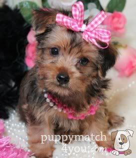 yorkshire terriers photo: Yorkshire Terriers for Sale - Buy Yorkie Puppies Breeders Online Puppy Match 4 You 4e36fdb3056a3JPG374x316.jpg