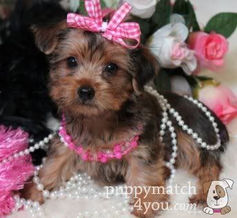 yorkshire terriers photo: Yorkshire Terriers for Sale - Buy Yorkie Puppies Breeders Online  Puppy Match 4 You 4e36fdb6493d2JPG374x316.jpg