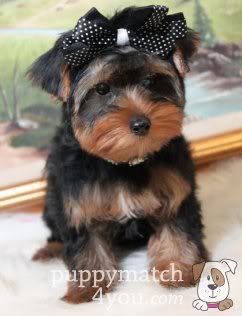 Yorkshire Terriers for Sale - Buy Yorkie Puppies, Breeders Online @ Puppy Match 4 You (c) puppymatch4you buy yorkie