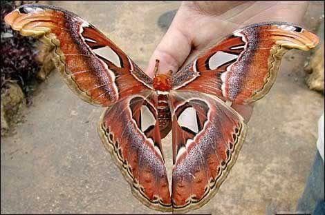 securedownload - Biggest Butterfly in The World