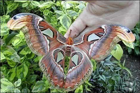 securedownload4 - Biggest Butterfly in The World