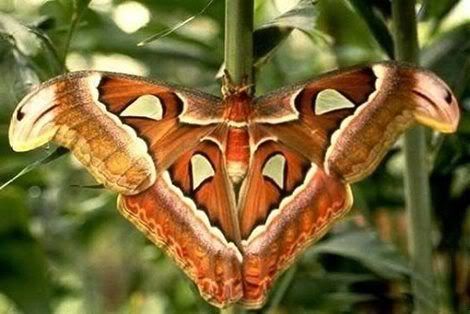 securedownload6 - Biggest Butterfly in The World