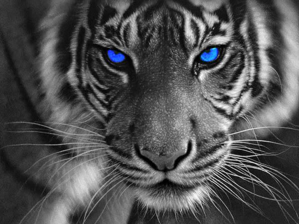 Blue Tigers Eye