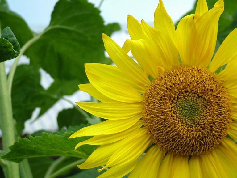 Resized sunflower background Pictures for preview