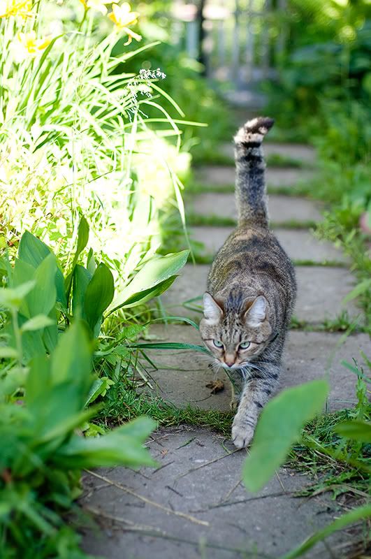 Приветствую всех! Меня зовут Катя, я сама не знаю, кто я-) Photobucket