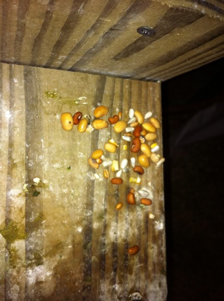 Fluorescent poop??? PigeonTalk