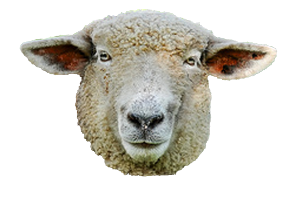 Steaua-Sheep.png