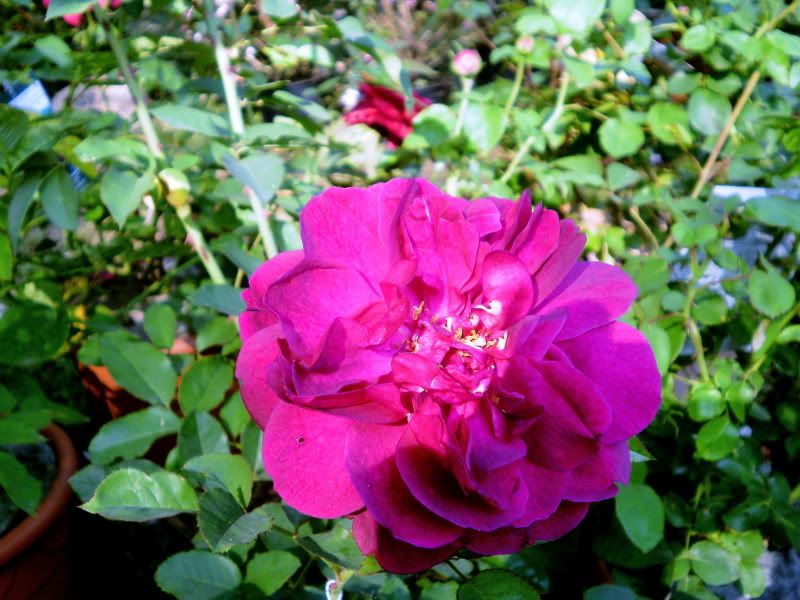 P1010007.jpg