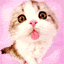cat_screen_lick.gif