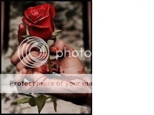 bleeding rose Pictures, Images and Photos